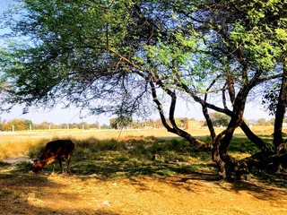 Obraz na płótnie Canvas tree in the park