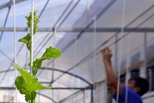 Focus on young green leaves of melon tree are growing and climbing up on hanging white rope with blurred background of middle aged man working in organic greenhouse area in cultivation concept