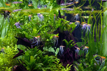 Aquarium with beautiful fishes and green plants. Tropical exotic fishes swim in home freshwater...