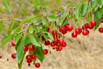 Berries of red cherry on a branch