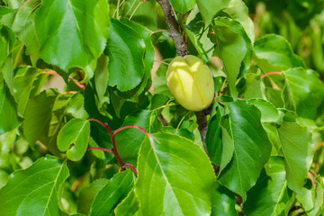 Not ripe young apricots on a branch