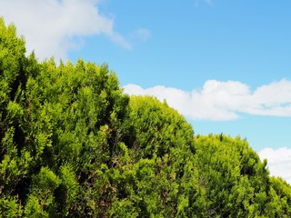 新鮮な緑と青空