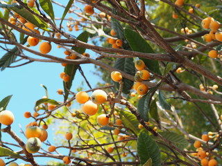 食べ頃の実が付いたビワの木