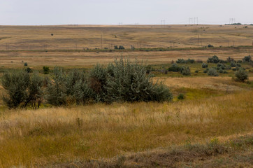 Gold meadow with lonely green trees far away and blue calm tender sky above. Yellow dry grass. Electric poles in the field. Travelling. Ural landscapes