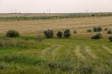 Gold meadow with lonely green trees far away and blue calm tender sky above. Yellow dry grass....
