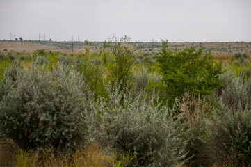 Gold meadow with lonely green trees far away and blue calm tender sky above. Yellow dry grass....