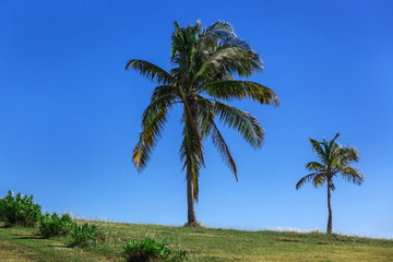 Obraz premium coconut palm on clear sky