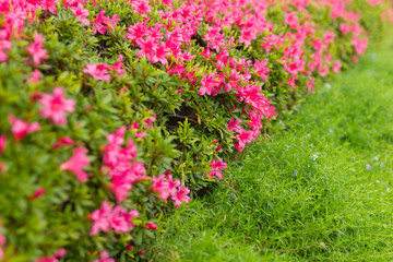 ピンク色のツツジの花