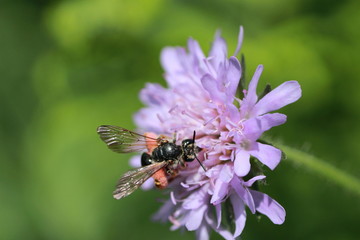 Andrène de la Knautie