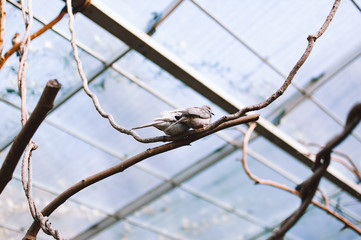 Pair of diamond doves sitting on a branch in a zoo