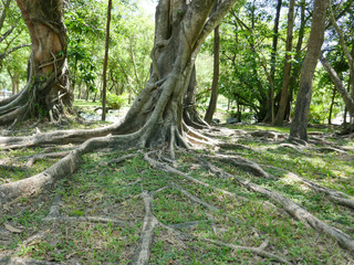 large tree with roots covering the ground, a large tree in the garden