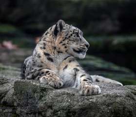 Snow leopard on the rock. Latin name - Uncia uncia	
