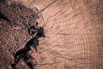 Brown wood texture. Abstract background, empty template