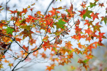 Fototapeta na wymiar Beautiful colorful maple leaves with blurred background in the mountain in Taiwan