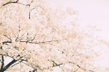 奈良の吉野桜をフィルム撮影