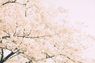 奈良県の吉野桜と葉桜 Wall Mural Air Air Wallpaper Murals 綾花 木下