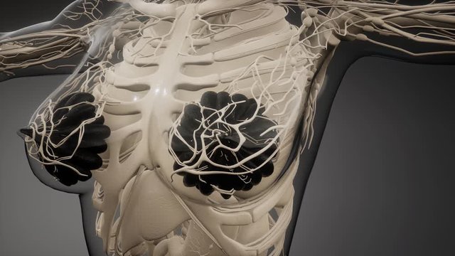 3d rendered medically accurate illustration of an obese womens mammary glands