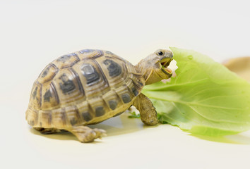 子ガメ