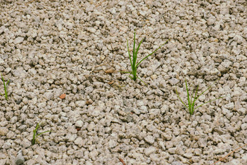 young plant growing in soil