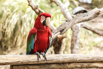 Colorful (red, green, white) parrot sitting on a wooden plank, close up portrait. 