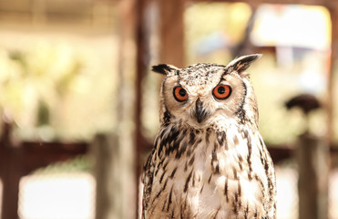 Close up portrait of owl with suspicious look. 