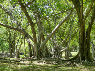 large tree with roots covering the ground, a large tree in the garden