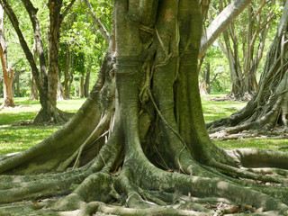 large tree with roots covering the ground, a large tree in the garden
