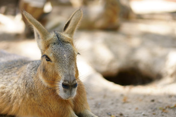 close up head patagonian mara or dolichotis patagonum and dillaby with rabbit breed and cavity for wild life and animal on nature in jungle or zoo
