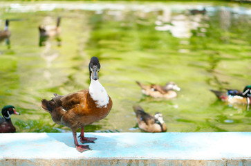 brown duck or swan stand on nature and ducks in pond or pool with green water for wild animal life or pet and poultry with food