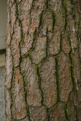 Obraz premium wooden pattern