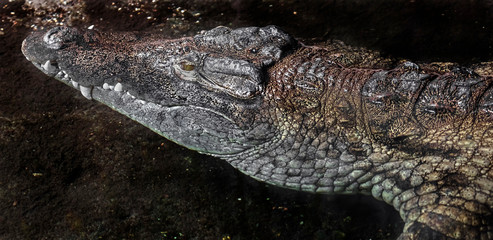 Nile crocodile in the pond. Latin name - Crocodylus niloticus