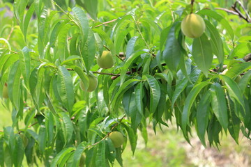 peach field in Okayama,Japan