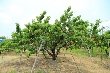 Fototapeta na wymiar peach field in Okayama,Japan