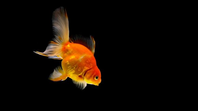 Goldfish swimming on black background