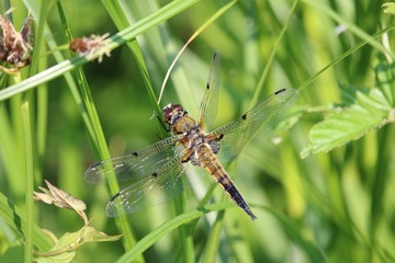 dragonfly on a branch in close-up