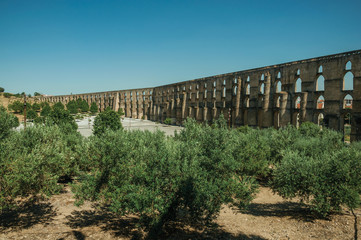 Fototapeta na wymiar Olive trees in front of aqueduct with arches and rectangular pillars