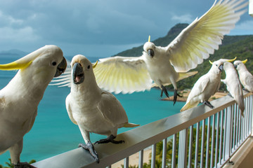 Hamilton Island Cockatoos