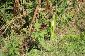 red dragonfly in the reed