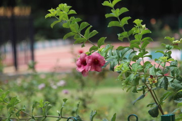 Beautiful colorful flowers captured at park