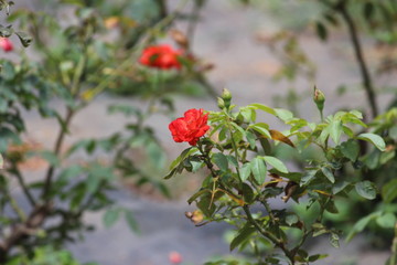 Beautiful colorful flowers captured at park