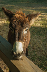 Fototapeta premium Donkey on a corral from a farm
