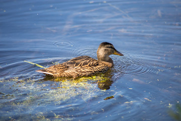 canard dans un étang