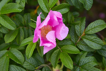Flower of vivid pink dog-rose (Rosa canina) growing in nature Hipshop, Pink rose hips, Flowering...