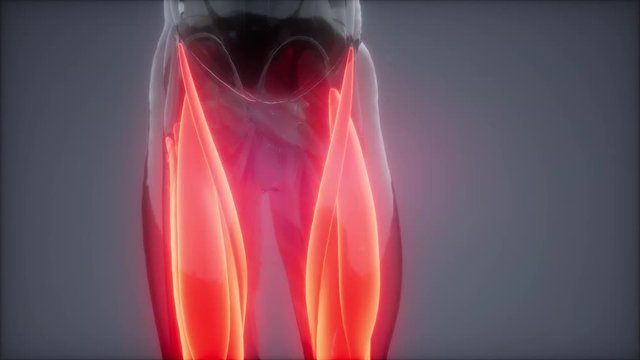 thigh muscles - Visible muscle anatomy map