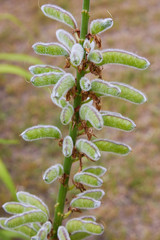 Lupin seed pods. Lupinus, lupin plant outdoors in the meadow. 