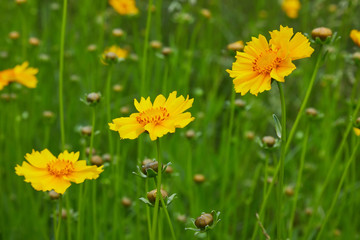 Bright yellow flowers of Lance-leaved coreopsis (Coreopsis lanceolata). closeup of coreopsis lanceolata blooming in the early summer 