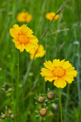 Bright yellow flowers of Lance-leaved coreopsis (Coreopsis lanceolata). closeup of coreopsis lanceolata blooming in the early summer 