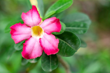 Obraz premium Azalea is the name of a colorful plant of beautiful flowers. Is a plant that is easy to grow Resistant to extreme drought conditions Until receiving the nickname 