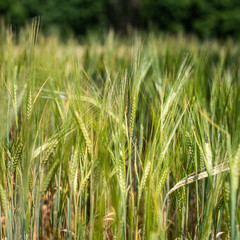 Żyto jęczmień uprawa - polskie rolnictwo