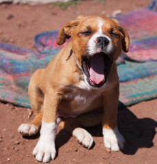 boxer puppy dog yawning